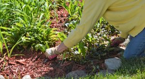 gardening pulling weeds planting plants